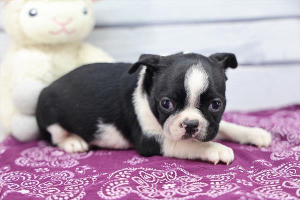 [#253557-02] Black / White M Boston Terrier Puppies for Sale