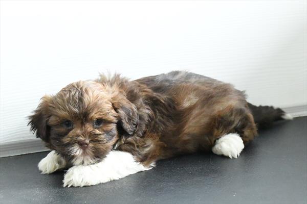 [#253645-02] Brown / White F Havatzu Puppies for Sale