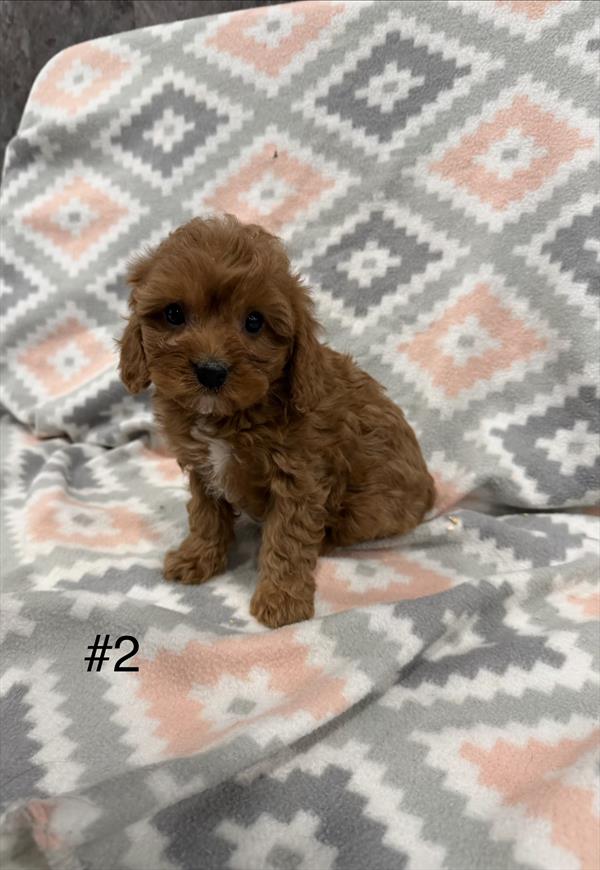 [#253579-02] Red / White M Cavapoo Puppies for Sale