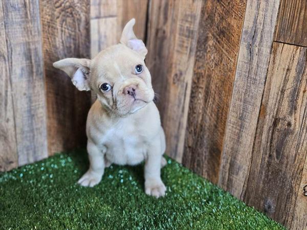 [#26128-04] Cream F French Bulldog Puppies for Sale