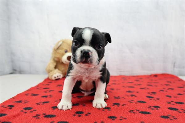 [#26205-01] Black / White M Boston Terrier Puppies for Sale