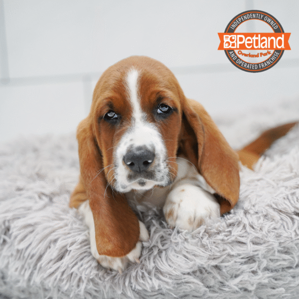 [#253798-04] Red / White M Basset Hound Puppies for Sale