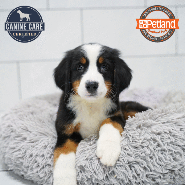 [#253740-02] Black F Bernese Mountain Dog Puppies for Sale