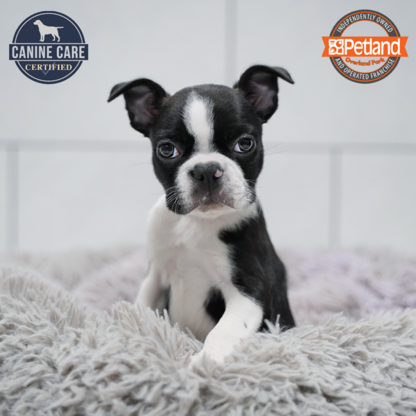 [#26205-01] Black / White M Boston Terrier Puppies for Sale