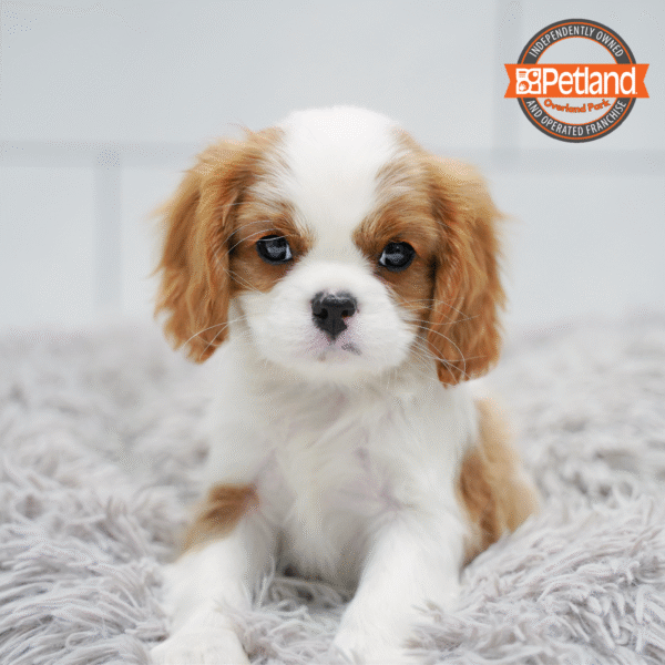 [#26306-01] Blenheim M Cavalier King Charles Spaniel Puppies for Sale