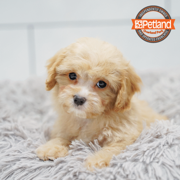 [#253760-01] Red / White M Cavapoo Puppies for Sale