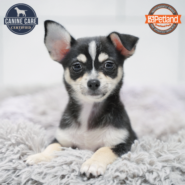 [#253733-07] Black Brown / White F Chihuahua Puppies for Sale