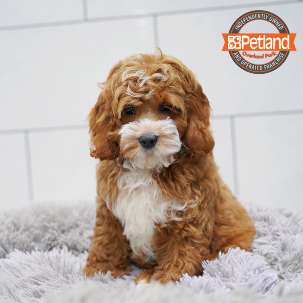 [#26429-02] Red M Cock A Poo Puppies for Sale