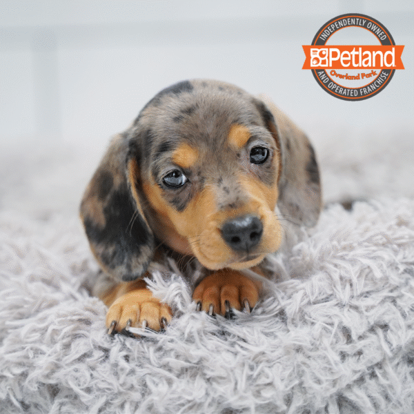 [#26137-03] Blue Dapple F Dachshund Puppies for Sale