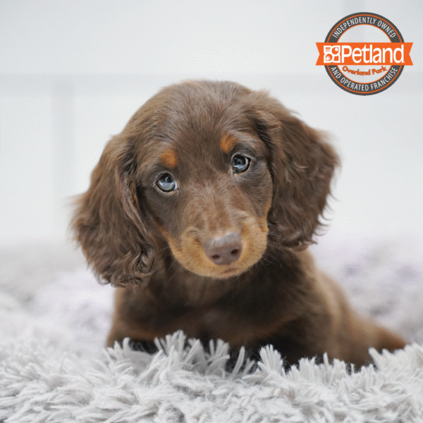 [#26239-01] Chocolate M Dachshund Puppies for Sale