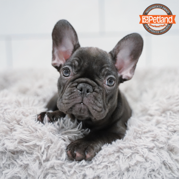 [#2587-05] Black F French Bulldog Puppies for Sale