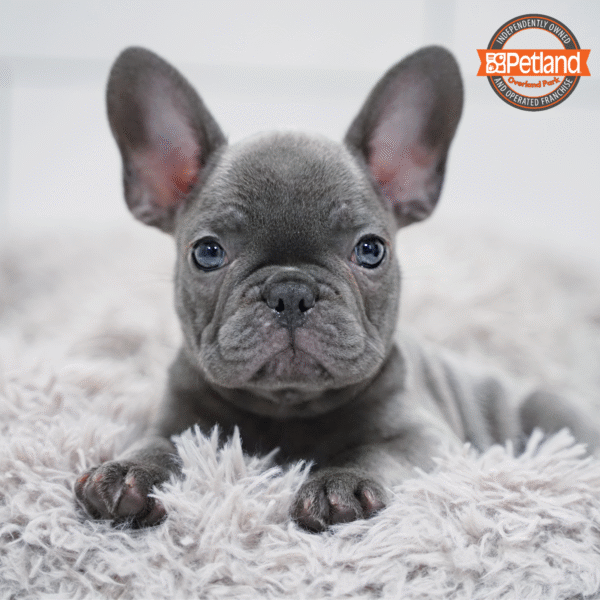 [#2587-01] Blue M French Bulldog Puppies for Sale