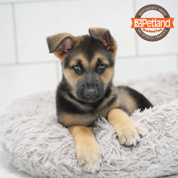 [#265-07] Black / Tan M German Shepherd Dog Puppies for Sale