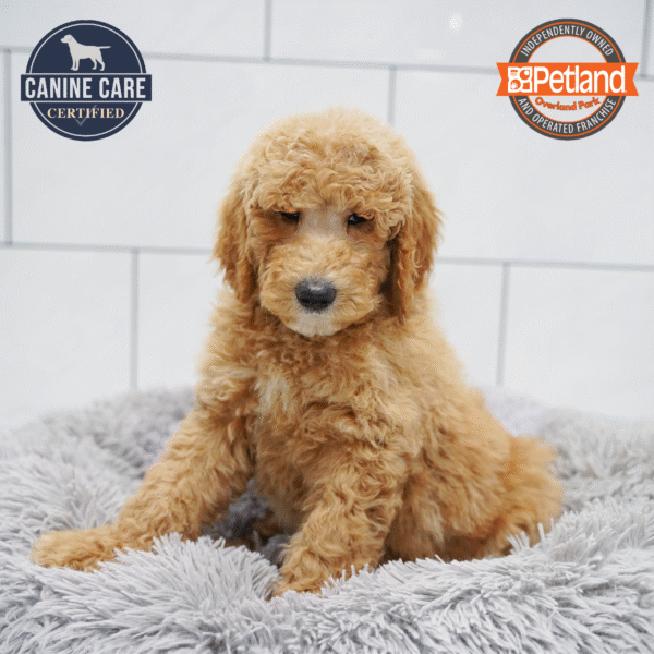 [#2675-07] Golden F Goldendoodle 2nd Gen Puppies for Sale