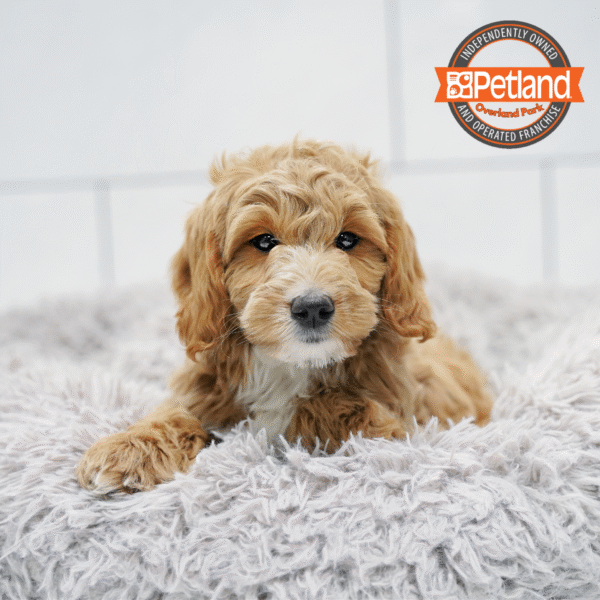 [#253649-02] Apricot / White M Goldendoodle Mini 2nd Gen Puppies for Sale