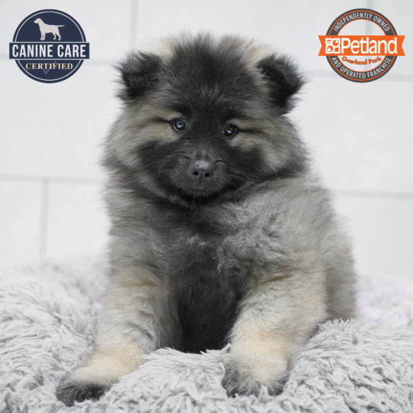 [#2669-05] Gray Silver / Black F Keeshond Puppies for Sale