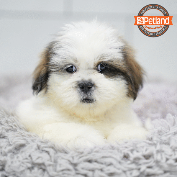 [#26145-03] Brindle M Lhasa Apso Puppies for Sale