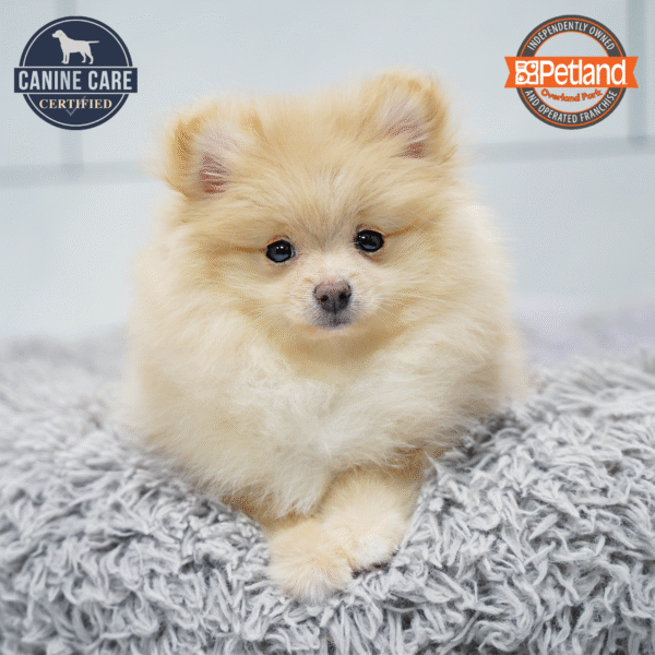 [#253617-05] Cream F Pomeranian Puppies for Sale