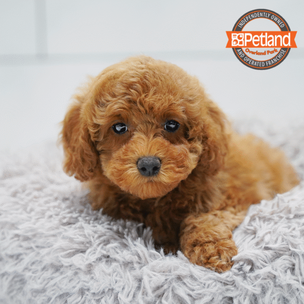 [#253736-04] Red F Poodle Puppies for Sale