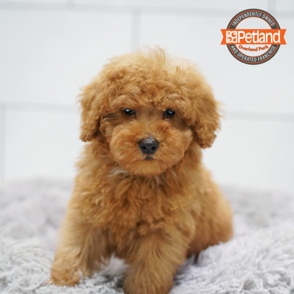 [#26240-01] Red M Poodle Puppies for Sale