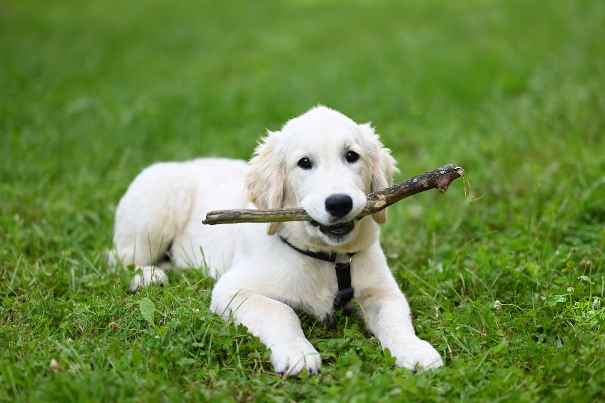 Puppies’ Teething Problem: Causes and Their Solution