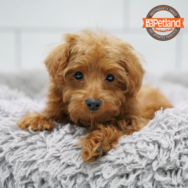 Yorkiepoo-Dog-Female---Petland Overland Park, Kansas