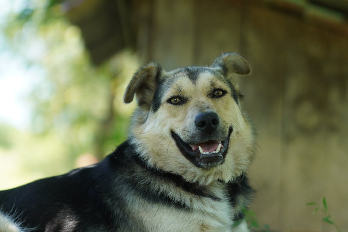 Best Low Shedding Dogs for Kansas Families
