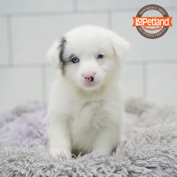 [#26298-03] Blue Merle M Australian Shepherd Puppies for Sale