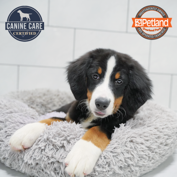 [#253740-07] Black F Bernese Mountain Dog Puppies for Sale