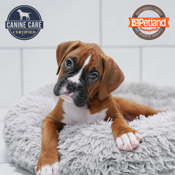 [#26369-01] Mahogany / White M Boxer Puppies for Sale