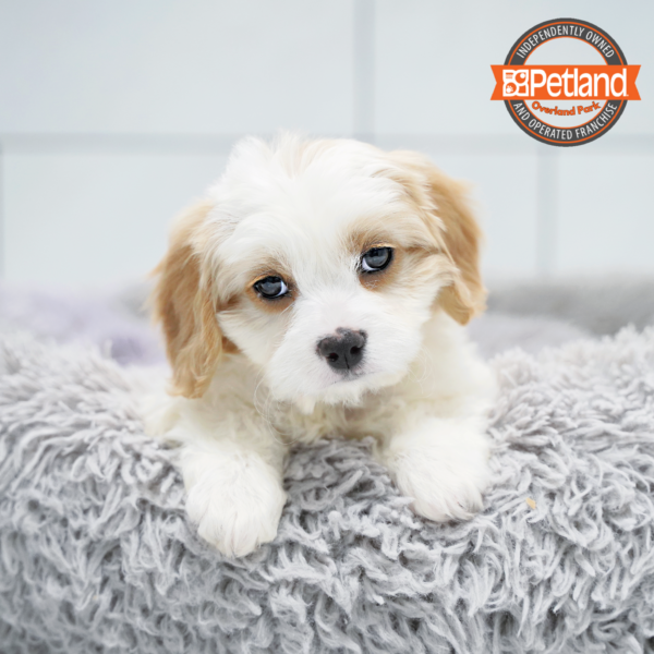 [#26357-06] White / Apricot F Cavachon Puppies for Sale