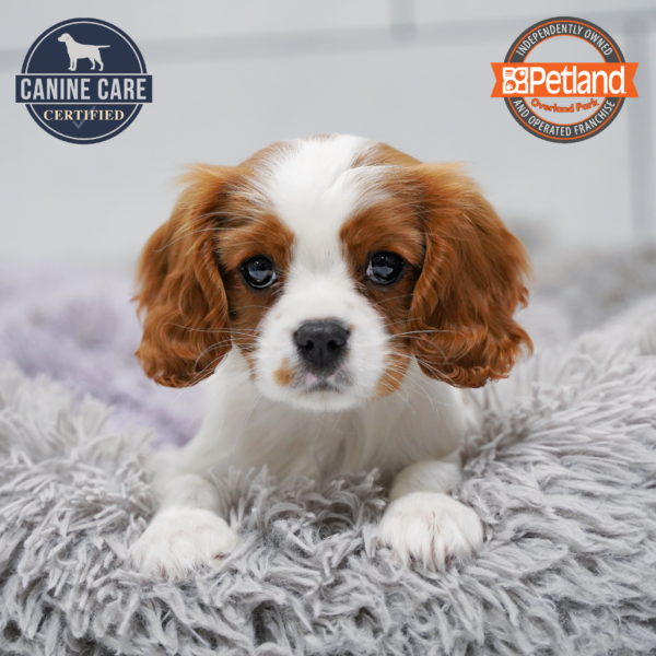 [#253833-01] Blenheim F Cavalier King Charles Spaniel Puppies for Sale