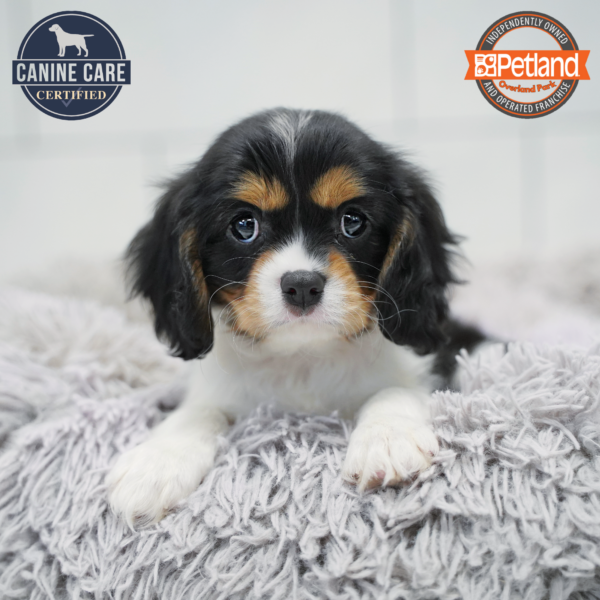 [#26313-05] Tri-Colored F Cavalier King Charles Spaniel Puppies for Sale