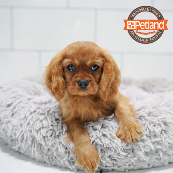 [#26354-03] Ruby M Cavalier King Charles Spaniel Puppies for Sale