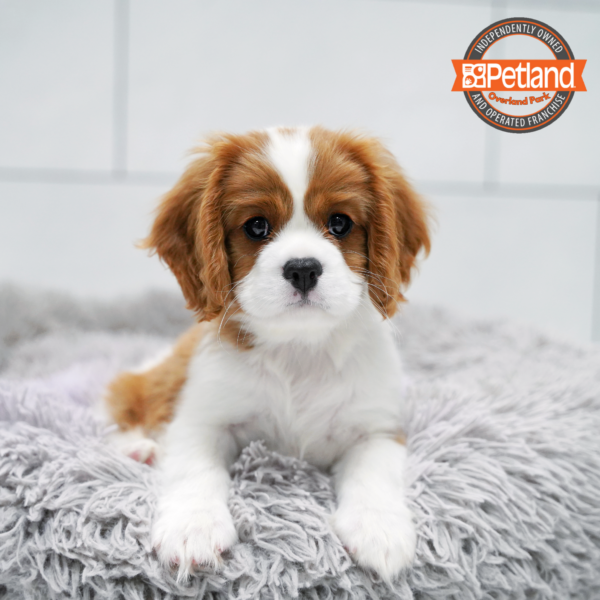 [#26482-01] Blenheim M Cavalier King Charles Spaniel Puppies for Sale