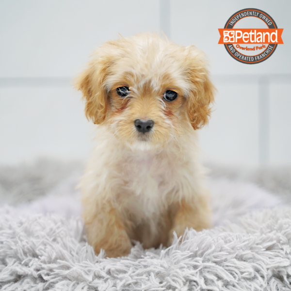 [#253760-05] Red / White F Cavapoo Puppies for Sale