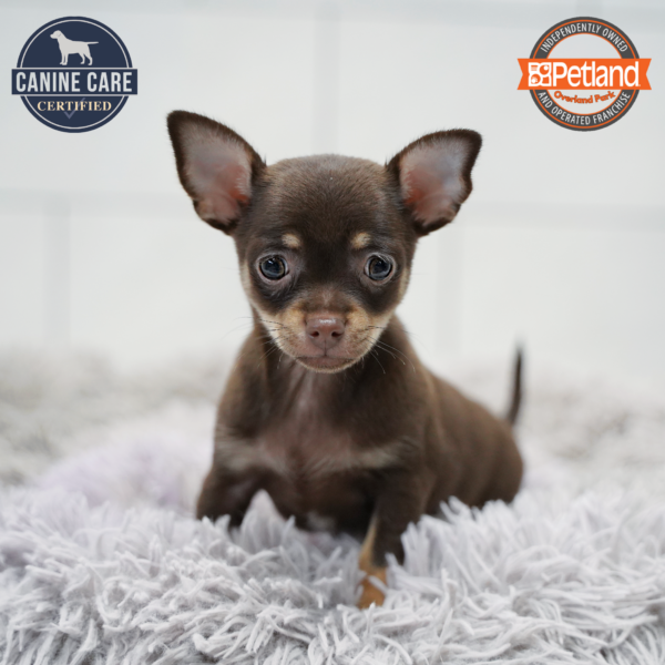 [#26284-04] Chocolate / Tan F Chihuahua Puppies for Sale
