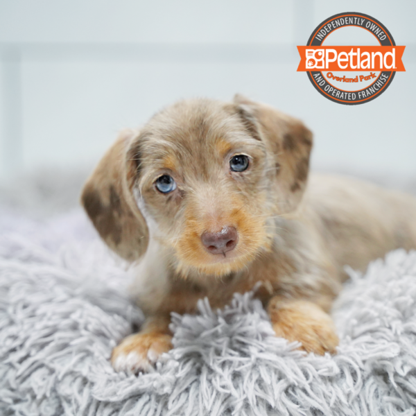 [#26225-04] Chocolate F Dachshund Puppies for Sale