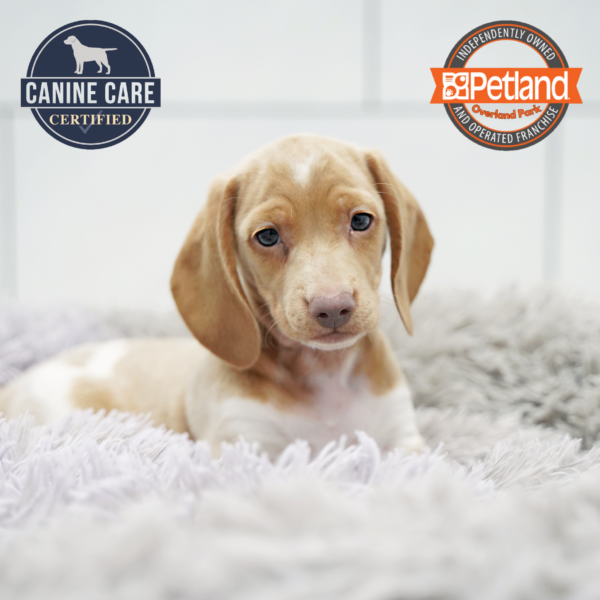 Dachshund-Dog-Male---Petland Overland Park, Kansas