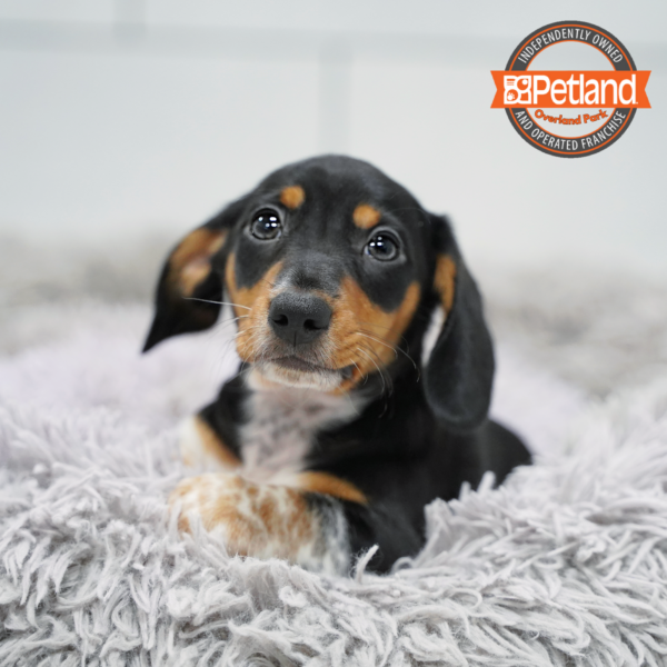 [#26316-01] Black / White M Dachshund Puppies for Sale