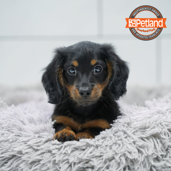 [#26690-04] Black / Tan M Dachshund Puppies for Sale