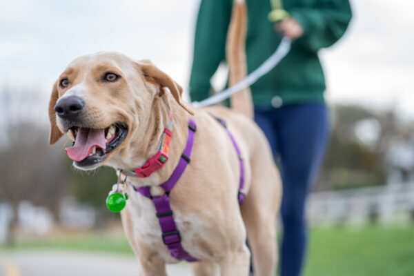 Dog Friendly Walking Trails Kansas City