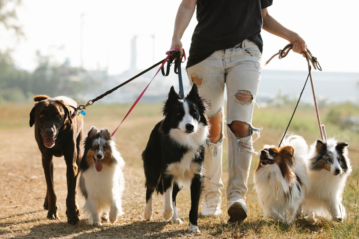Best Dog Friendly Walking Trails in Kansas City for New Puppy Owners