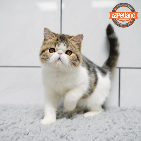 [#2563-02] Tabby F Exotic Short Hair Kittens for Sale