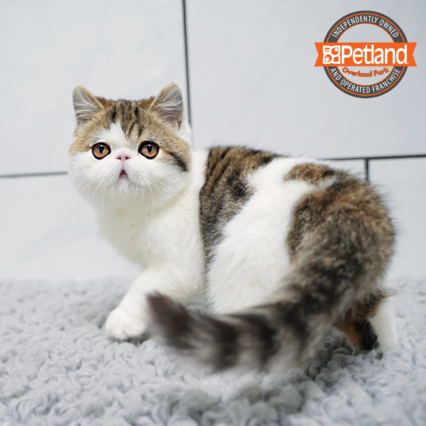 [#2563-03] Tabby F Exotic Short Hair Kittens for Sale