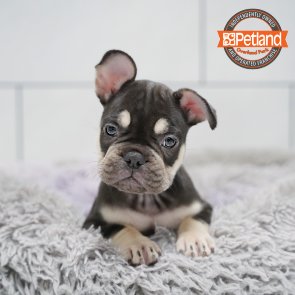 [#26355-08] Chocolate / Tan F French Bulldog Puppies for Sale