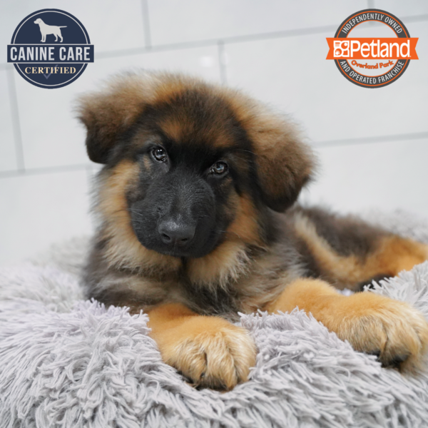 [#253827-02] Black / Tan M German Shepherd Dog Puppies for Sale