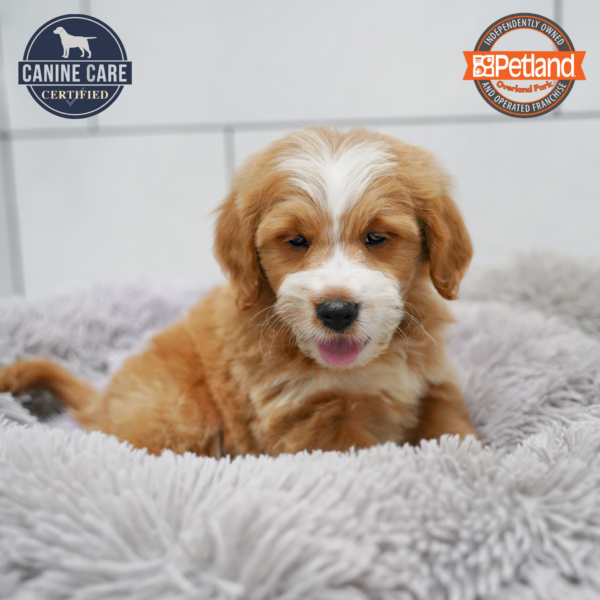[#26294-01] Apricot M Goldendoodle Mini Puppies for Sale