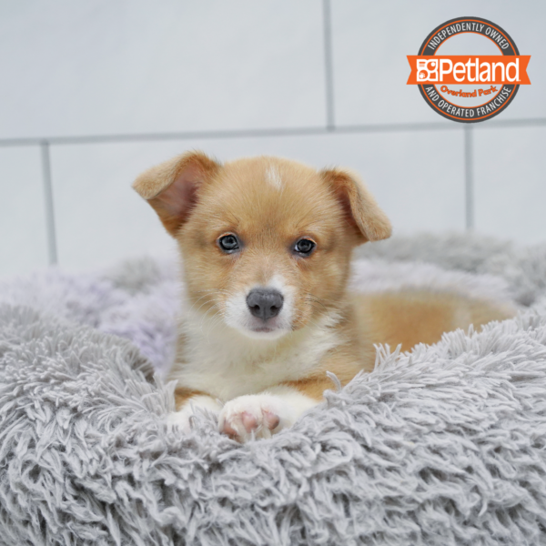 [#26373-07] Fawn / White F Pembroke Welsh Corgi Puppies for Sale