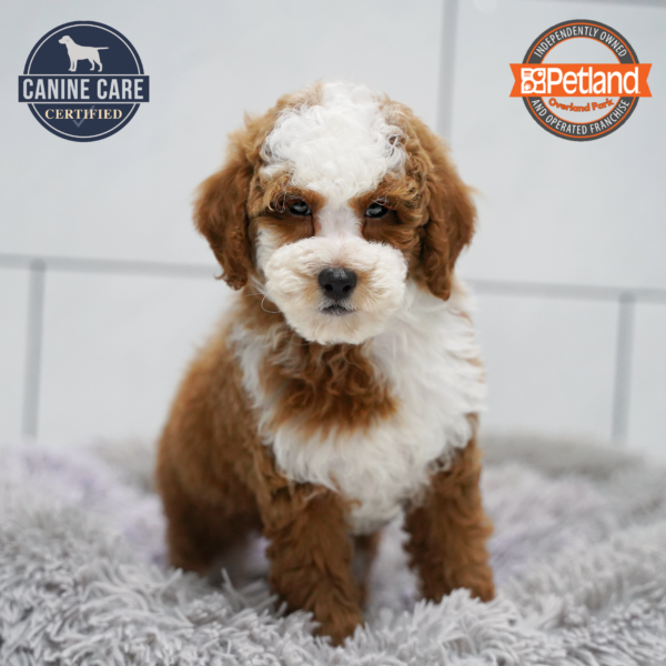 [#26470-02] Apricot M Poodle Puppies for Sale